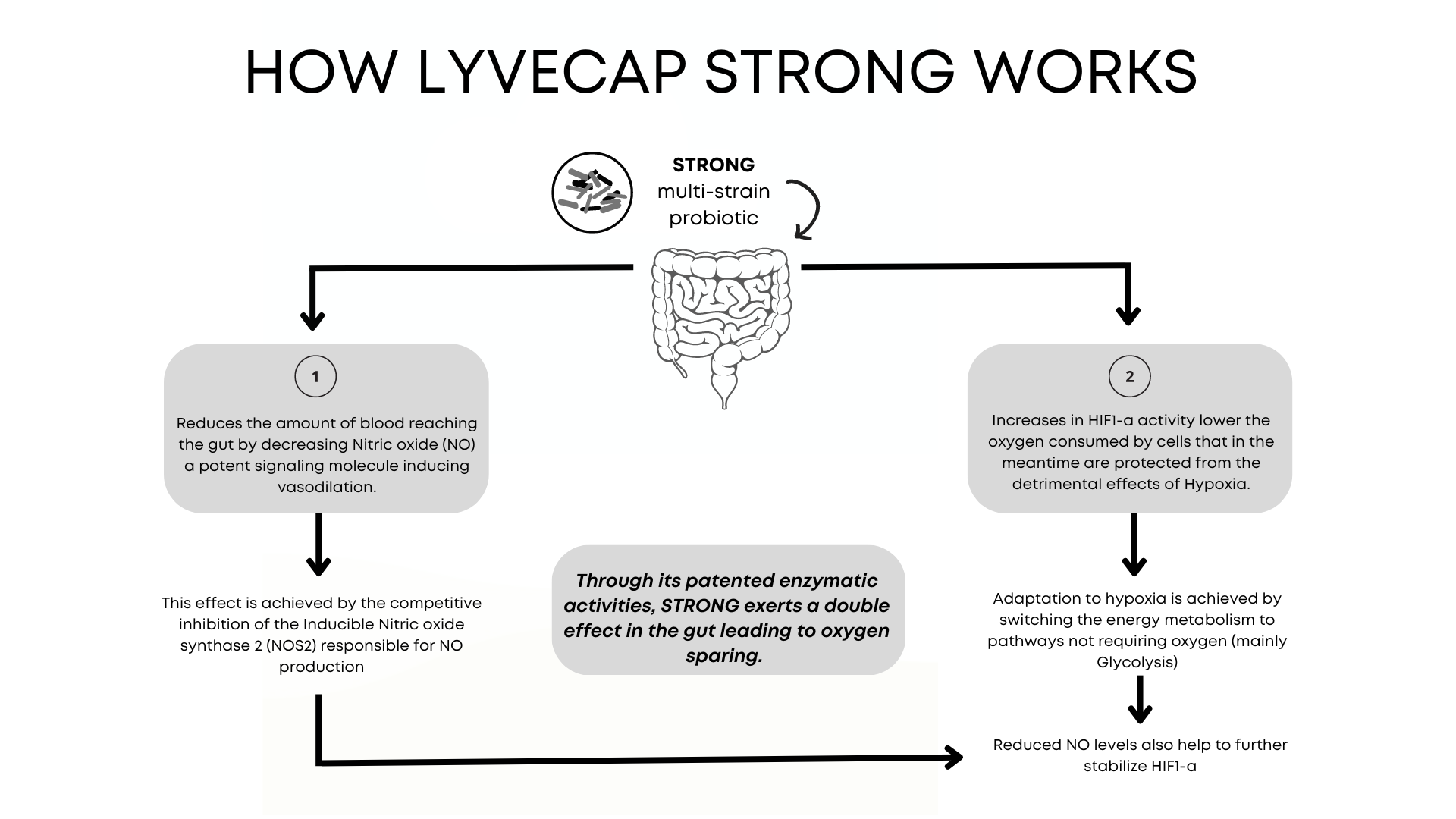 A diagram on how Lyvecap strong works and how a balanced gut and COVID-19 are connected