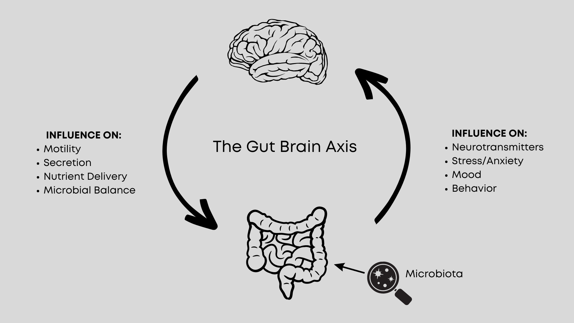A diagram of the Gut Brain Axis