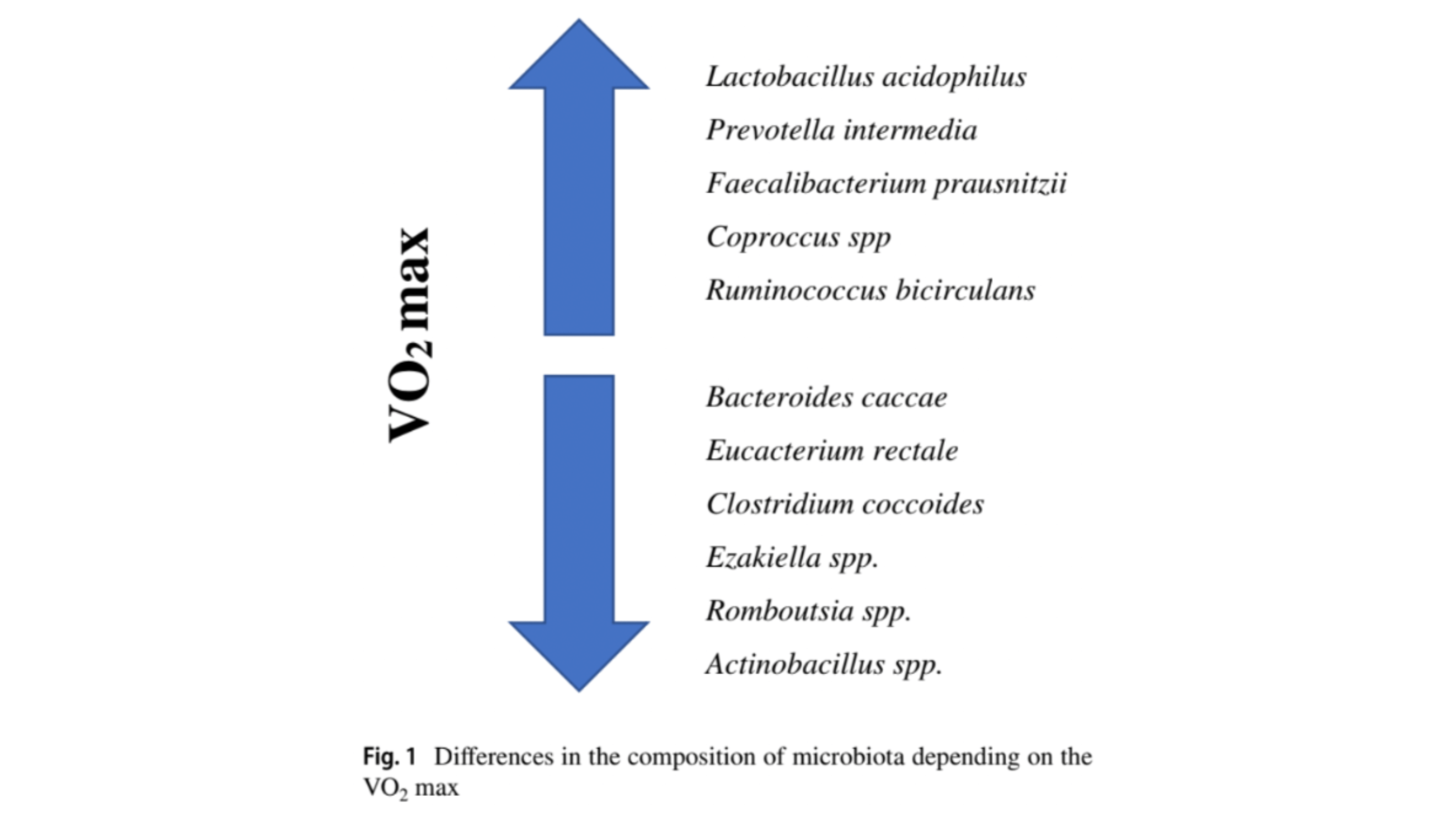 A diagram of V02 max and the differences in the composition of microbiota depending on the VO2 max