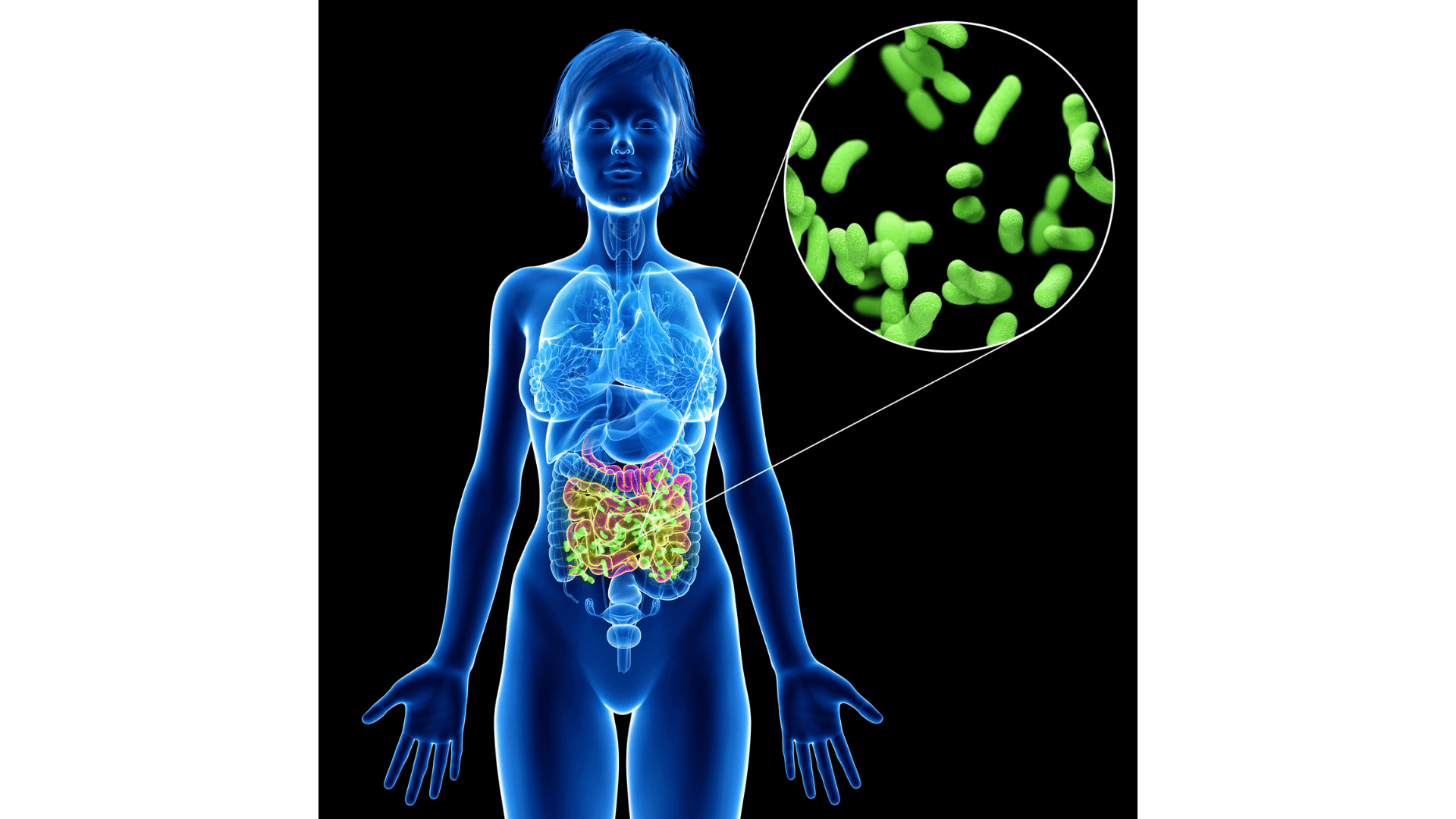 a photo of the human microbiota