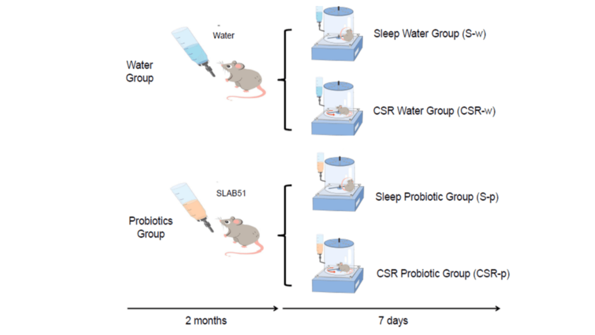 A photo diagram of an animal study involving probiotics and sleep, relating to the connection between gut health and sleep. 